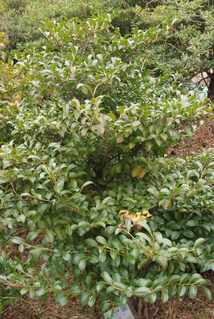 비쭈기나무 - Cleyera japonica Thunb.