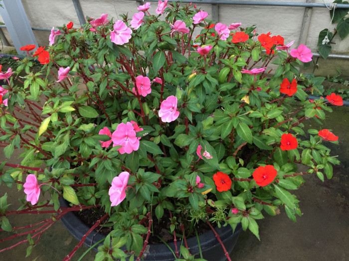 아프리카 봉선화 - Garden impatiens, Impatiens