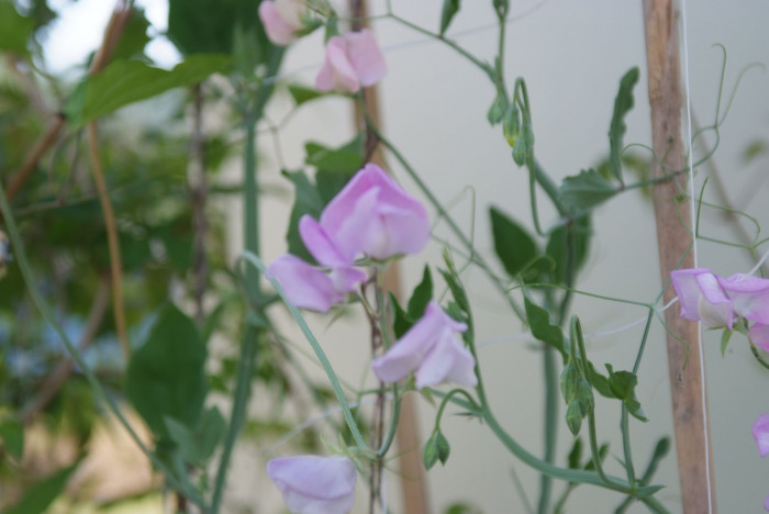 스위트피 - Sweet pea, Lathyrus odoratus L.