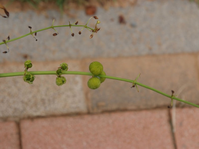 벗풀 사진 - Sagittaria sagittifola subsp. leucopetala (Mig.) Hartog Photos