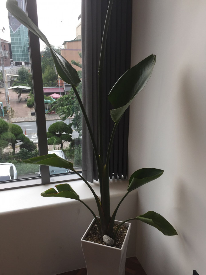 극락조화 - Bird of paradise, Strelitzia reginae