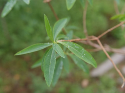 삼지닥나무 사진 - Edgeworthia chrysantha Lindl. Photos