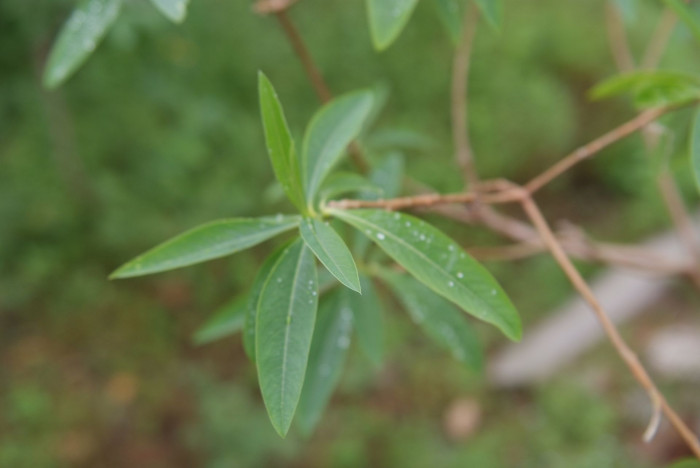 삼지닥나무 - Edgeworthia chrysantha Lindl.