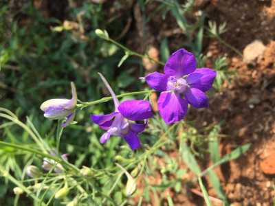 델피늄 사진 - Delphinium Photos