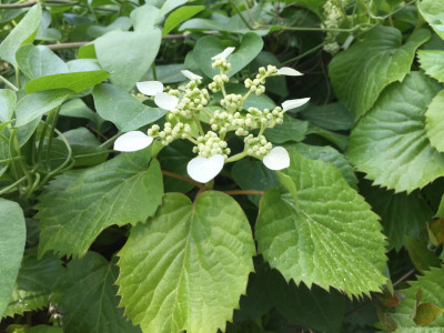 바위수국 사진 - Schizophragma hydrangeoides Siebold & Zucc. Photos