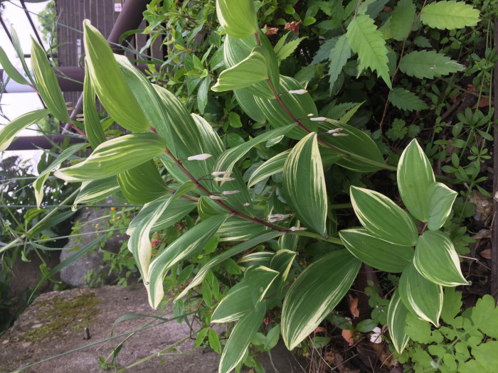 무늬둥글레 - 무늬둥글레, Polygonatum odoratum