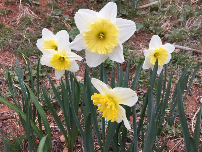 수선화 - daffodil, Narcissus tazetta var. chinensis
