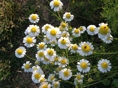 케모마일 사진 - Matricaria chamomilla Photos