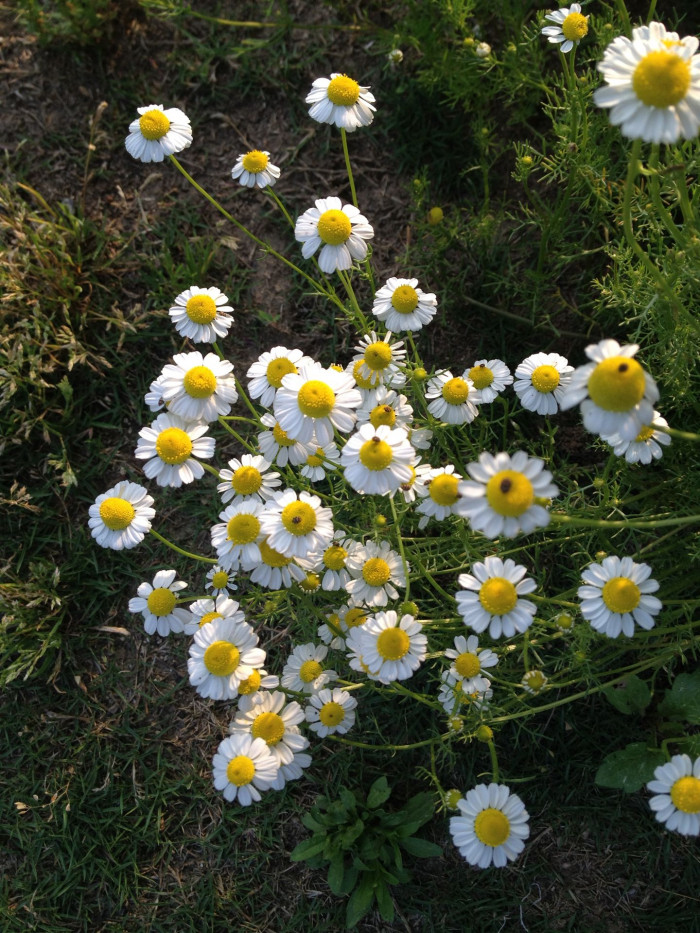 케모마일 - camomile, Matricaria chamomilla
