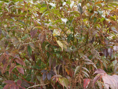 바위남천 사진 - leucothoe fontanesiana \'Raiu Bolv\' Photos