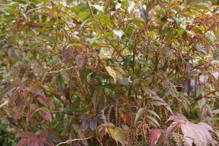 바위남천 - leucothoe fontanesiana 