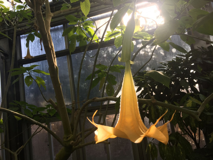 엔젤트롬펫 - Angels Trumpet, Growing Brugmansia