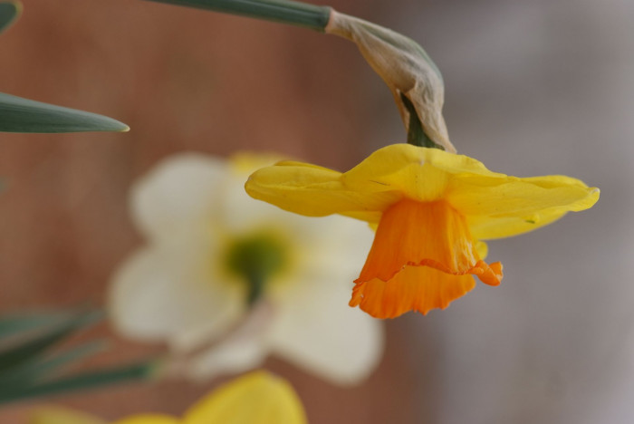 수선화 - daffodil, Narcissus tazetta var. chinensis