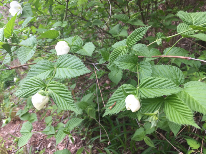 병아리꽃나무 - Rhodotypos scandens 