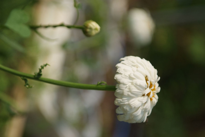 샤스타데이지 - Shasta daisy, Leucanthemum x superbum
