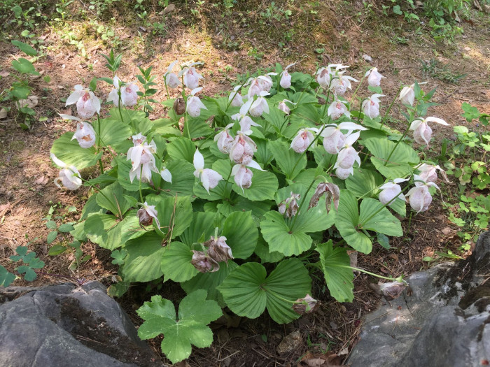 광릉요강꽃 - Cypripedium japonicum