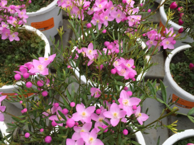 보로니아 피나타 사진 - Boronia pinnata Photos