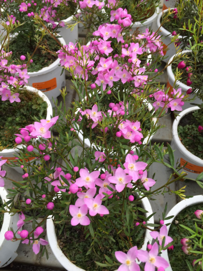 보로니아 피나타 - Pinnata, Boronia pinnata