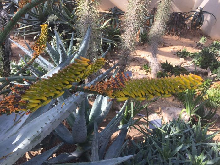 알로에 마를로티이 - mountain aloe, flat-flowered aloe, Aloe marlothii A. Berger