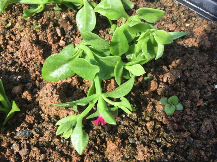 썬로즈 - baby sun rose, Aptenia cordifolia