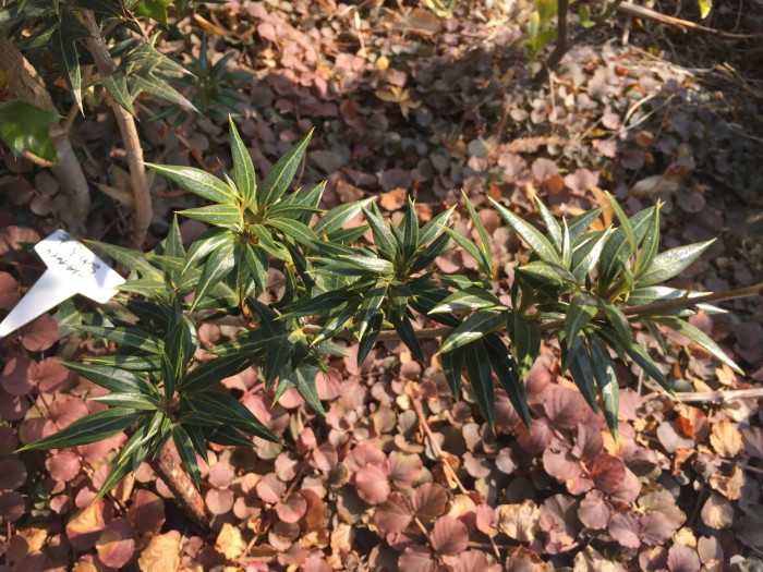 구골나무 - Osmanthus heterophyllus (G.Don) P.S.Green