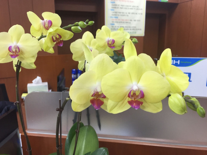 호접란 - Moth orchids, phalaenopsis