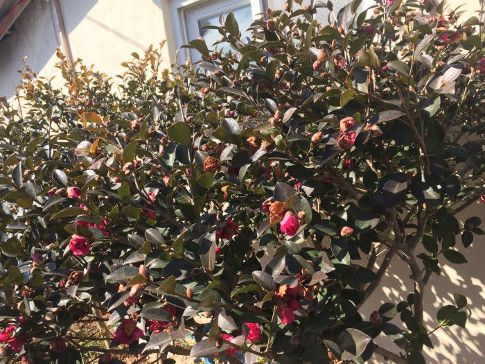 동백나무 - Camellia japonica L.