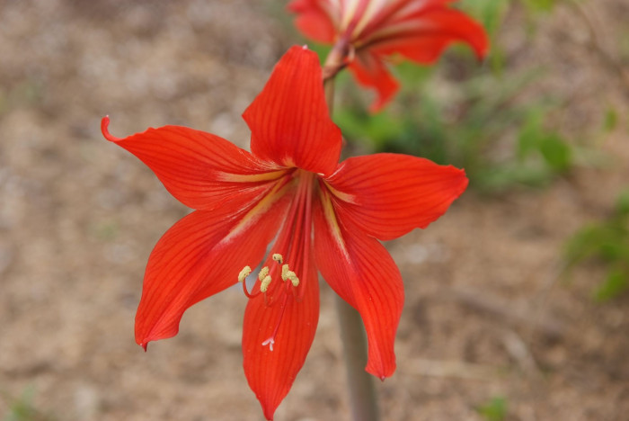 아마릴리스 - amaryllis, Hippeastrum puniceum (Lam.) Voss