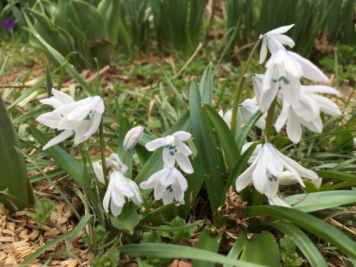 쉴라 - Scilla, Scilla spp.