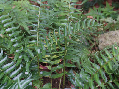 도깨비고비 사진 - Cyrtomium falcatum (L.) Presl Photos