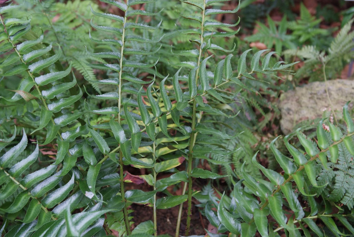 도깨비고비 - Holly Fern, Cyrtomium falcatum (L.) Presl