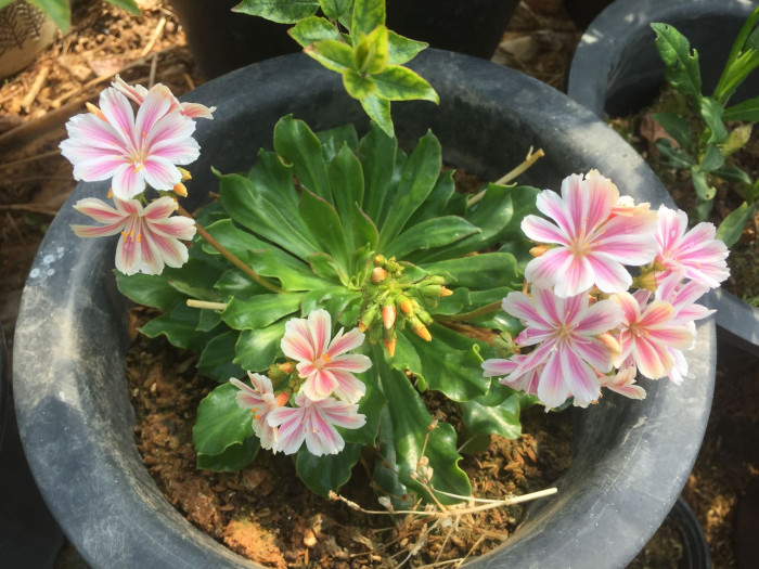 레위시아 - Lewisia