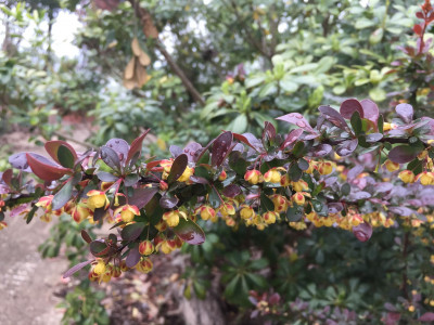매발톱나무 사진 - Berberis amurensis Rupr. var. amurensis Photos