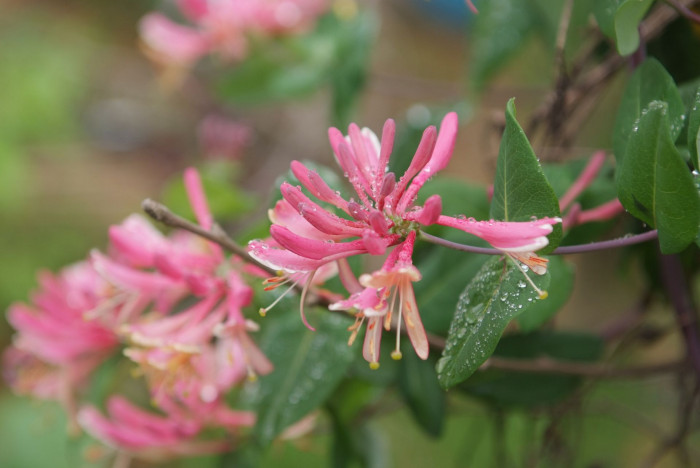 붉은인동 - Honey suckle, Lonicera periclymenum L.