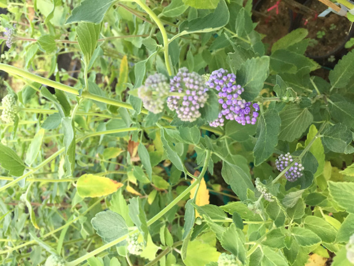 층층이꽃 - Clinopodium chinense (Benth.) Kuntze