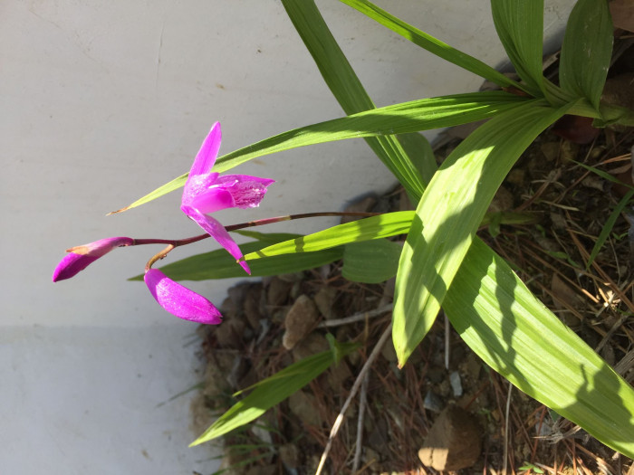 자란 - Bletilla striata (Thunb. ex Murray) Rchb.f.