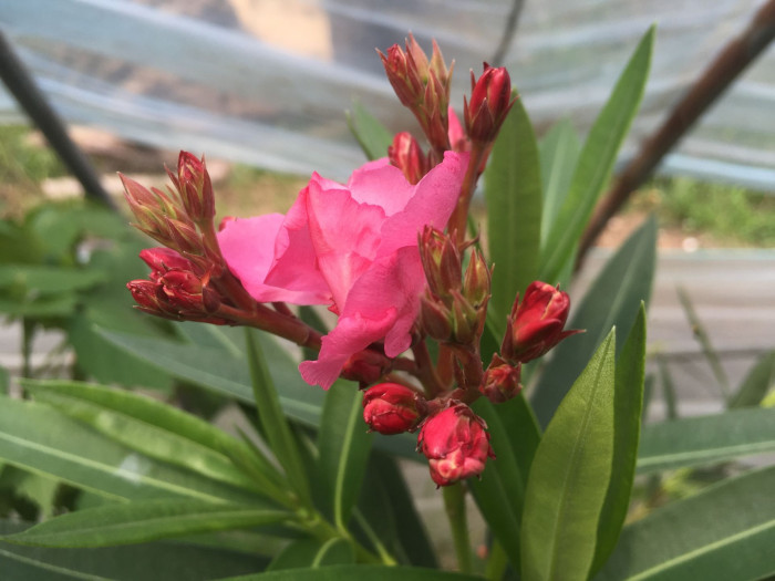 협죽도 - Oleander, Indian Oleander, Nerium indicum Mill.