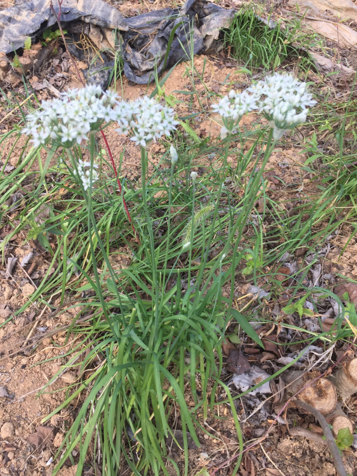 부추 - Chinese Chives, Allium tuberosum Rottler ex Spreng.