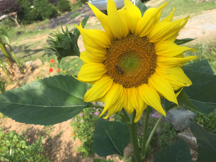 해바라기 - Sunflower, Helianthus annuus