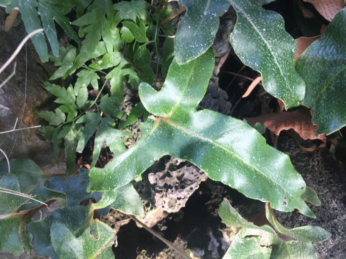 세뿔석위 - Three-finger tongue fern, Pyrrosia hastata (Houtt. ex Thunb.) Ching