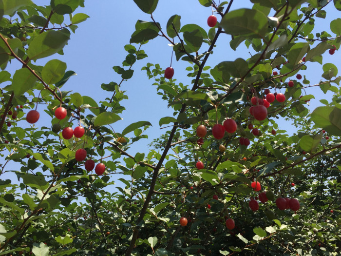 보리수나무 - Littleleaf linden tree, Elaeagnus umbellata Thunb.