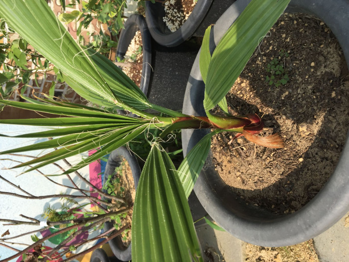 워싱턴야자 - Washington palm, California Fan Palm, Washingtonia filifera