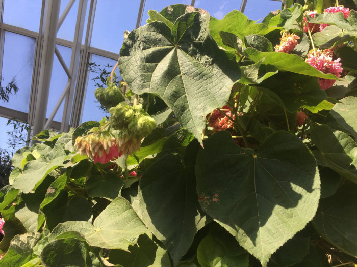 열대수국 - Pink ball tree, Dombeya wallichii