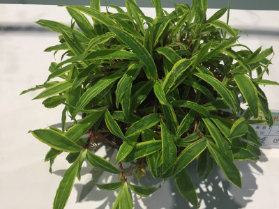 무늬사초 사진 - Carex maculata Boott Photos
