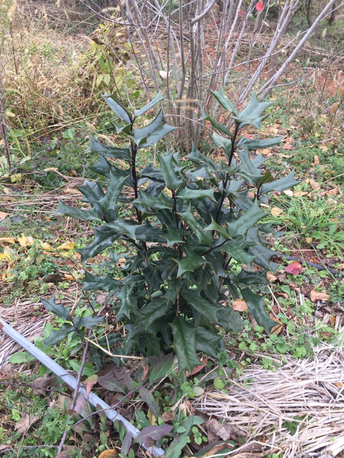 호랑가시나무 - Ilex cornuta Lindl. & Paxton