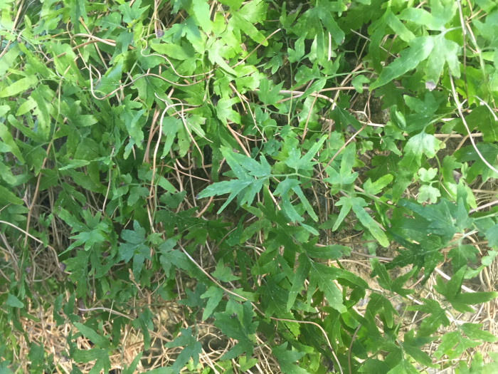 실고사리 - Japanese Climbing Fern, Lygodium japonicum (Thunb.) Sw.