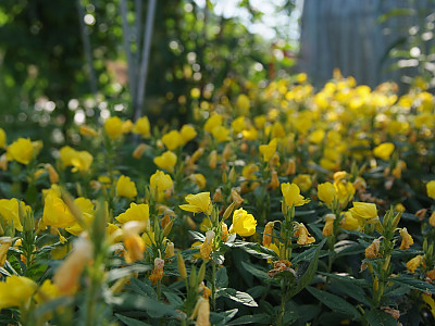 황금낮달맞이 사진 - Oenothera fruticosa Photos