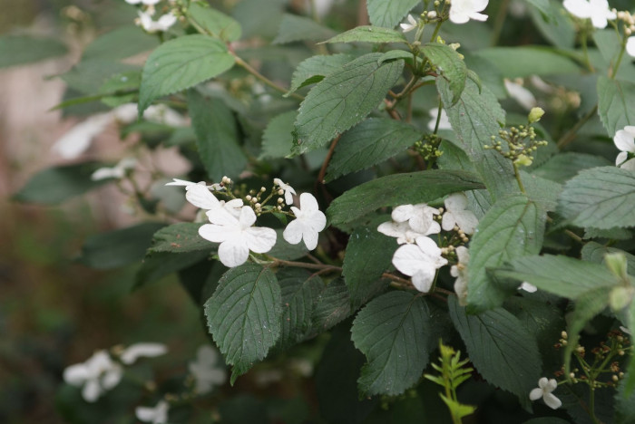 덜꿩나무 - Viburnum erosum Thunb.