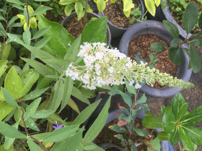 부들레야 - butterfly bush, Buddleja davidii