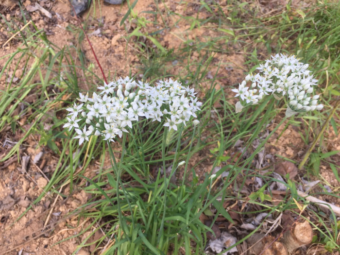 부추 - Chinese Chives, Allium tuberosum Rottler ex Spreng.